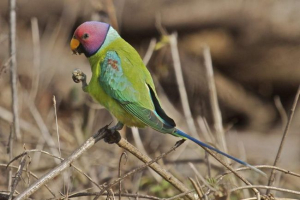 Papugi pierścieniowe lub naszyjniki - piękne i pełne wdzięku ptaków